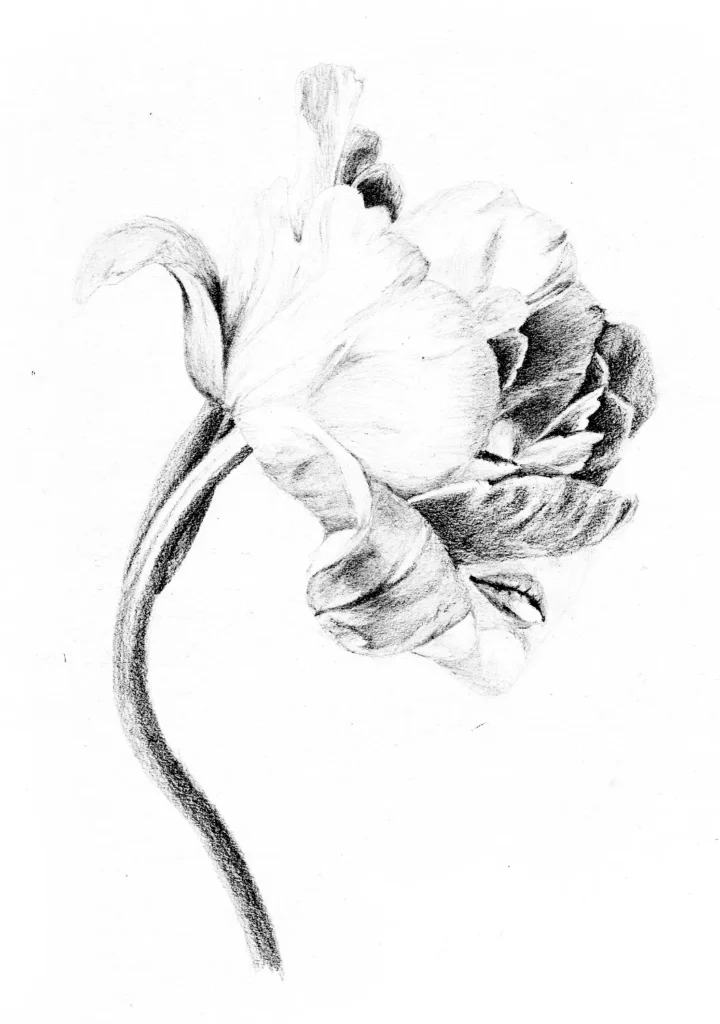 Illustration traditionnelle femme fleur 2