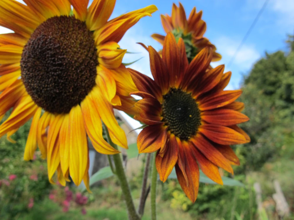 Photo de tournesol au jardin